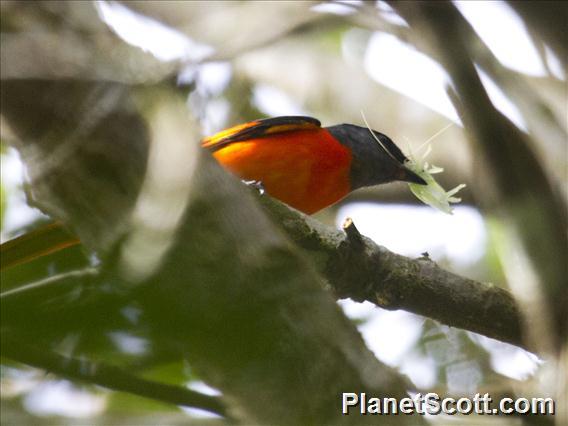 Gray-chinned Minivet (Pericrocotus solaris) - Male