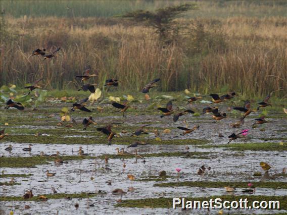 Lesser Whistling-Duck (Dendrocygna javanica)