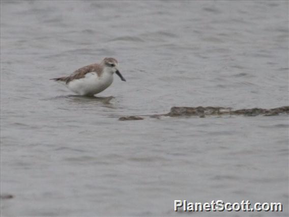 Spoonbill Sandpiper (Calidris pygmea)