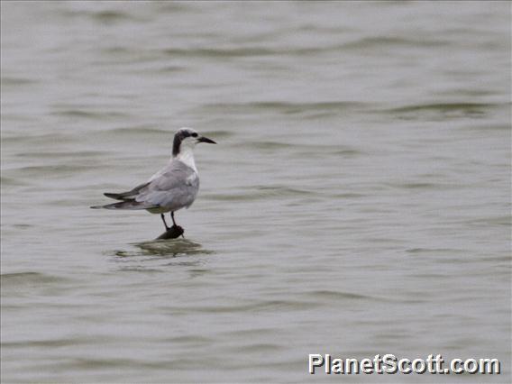 Whiskered Tern (Chlidonias hybrida)