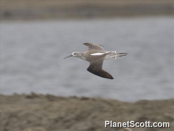 Marsh Sandpiper (Tringa stagnatilis)