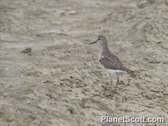 Wood Sandpiper (Tringa glareola)