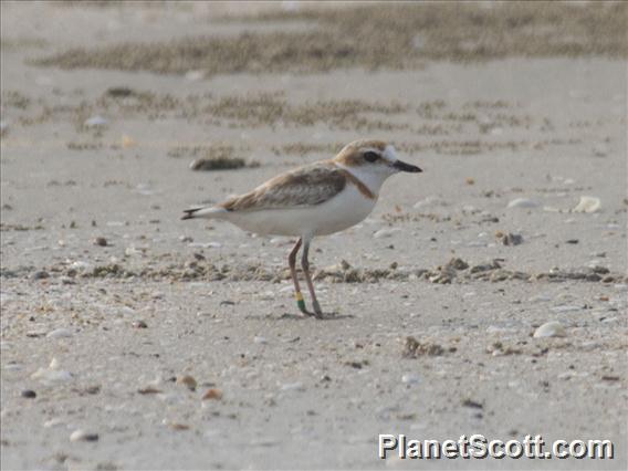 Malaysian Plover (Charadrius peronii) - Female