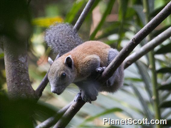 Variable Squirrel (Callosciurus finlaysoni)