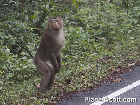 Northern Pigtail Macaque (Macaca leonina)