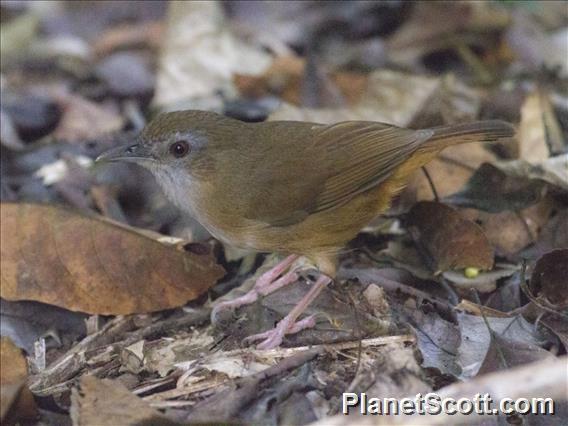 Abbott's Babbler (Turdinus abbotti)