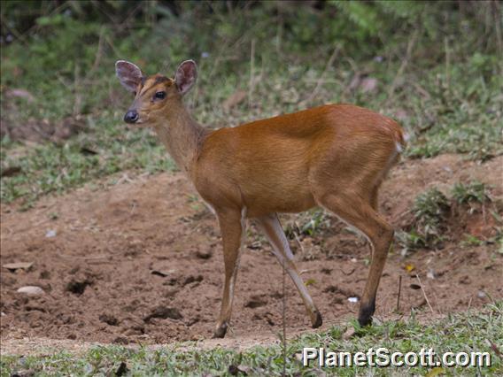 Northern Red Muntjac (Muntiacus vaginalis)