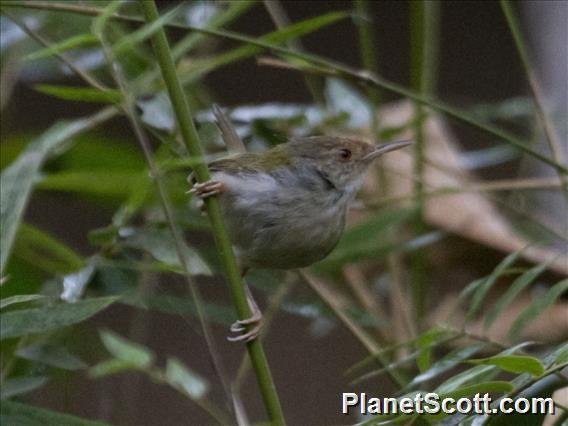 Common Tailorbird (Orthotomus sutorius)