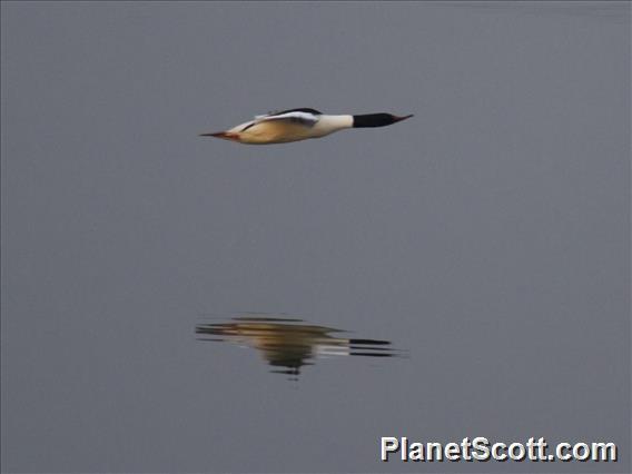 Common Merganser (Mergus merganser) - Flying