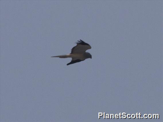 Hen Harrier (Circus cyaneus)