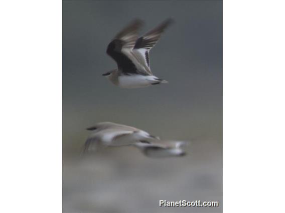 Small Pratincole (Glareola lactea) - Flying