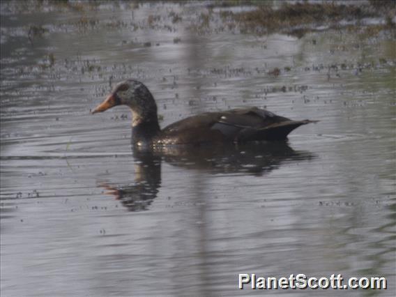 White-winged Duck (Asarcornis scutulata) - Male