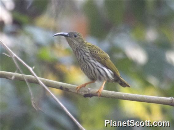 Streaked Spiderhunter (Arachnothera magna)