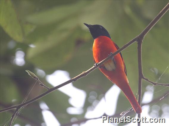 Scarlet Minivet (Pericrocotus flammeus) - Male