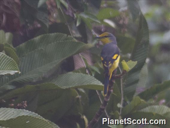 Scarlet Minivet (Pericrocotus flammeus) - Female