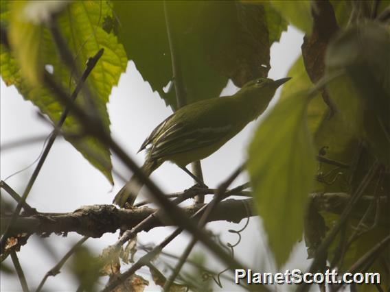 Common Iora (Aegithina tiphia)