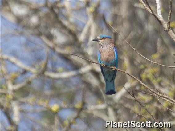 Indian Roller (Coracias benghalensis)