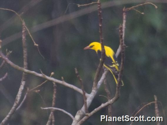 Indian Golden Oriole (Oriolus kundoo)