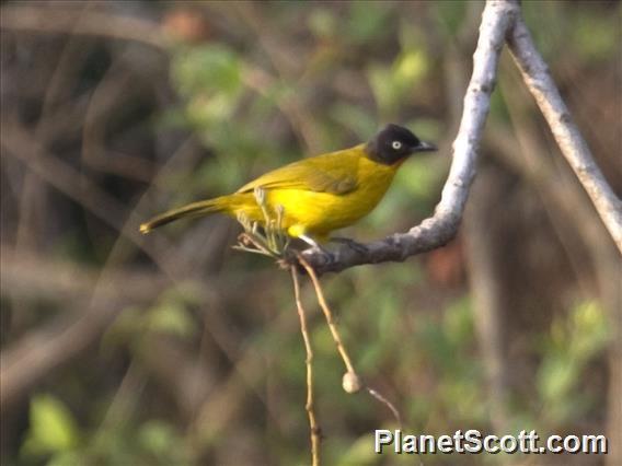 Flame-throated Bulbul (Pycnonotus gularis)