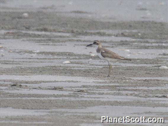 Greater Sand Plover (Charadrius leschenaultii)