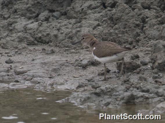 Common Sandpiper (Actitis hypoleucos)