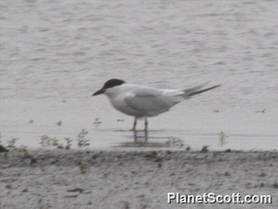 Gull-billed Tern (Gelochelidon nilotica)