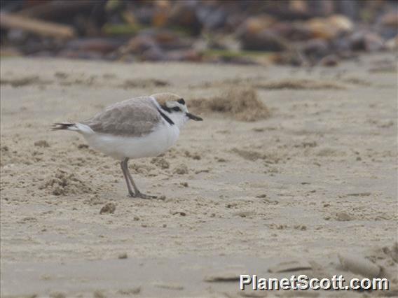 Snowy Plover (Charadrius nivosus)