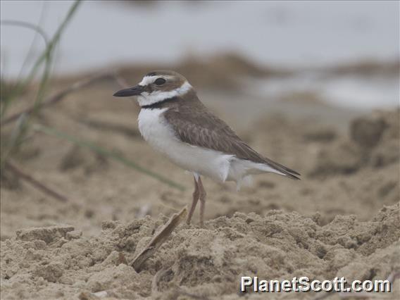 Wilson's Plover (Charadrius wilsonia)