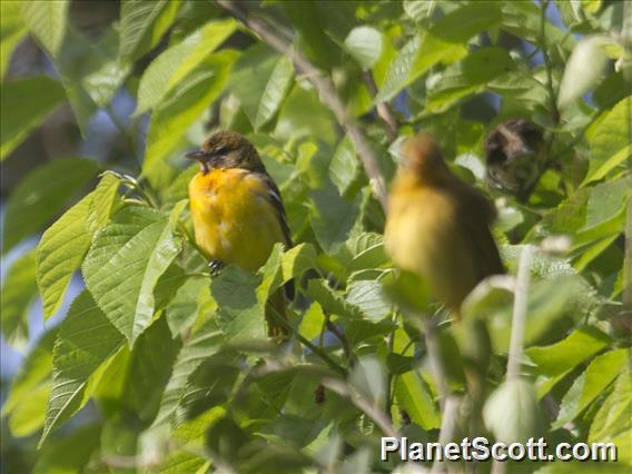 Baltimore Oriole (Icterus galbula)