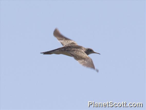 Upland Sandpiper (Bartramia longicauda)