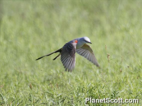 Scissor-tailed Flycatcher (Tyrannus forficatus)