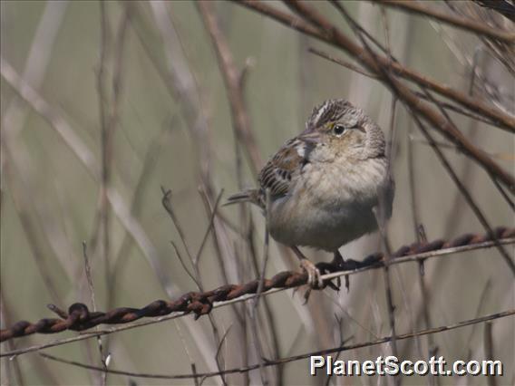 Grasshopper Sparrow (Ammodramus savannarum)