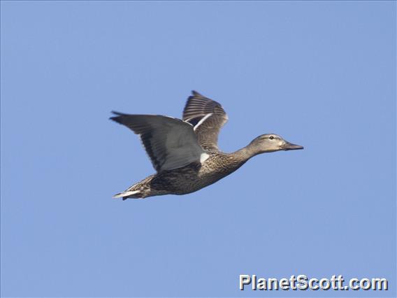 Mallard (Anas platyrhynchos)