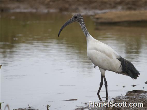 Sacred Ibis (Threskiornis aethiopicus)