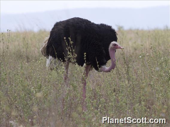 Ostrich (Struthio camelus)