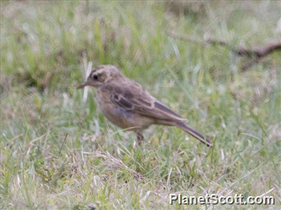 Plain-backed Pipit (Anthus leucophrys)