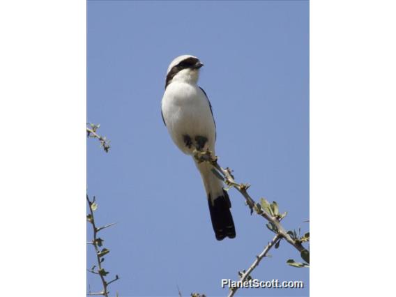 Gray-backed Fiscal (Lanius excubitoroides)