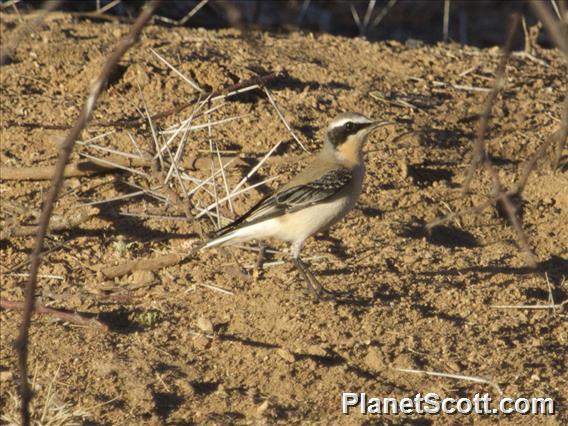 Northern Wheatear (Oenanthe oenanthe) - Male