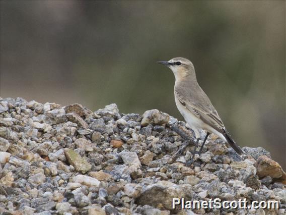 Isabelline Wheatear (Oenanthe isabellina)