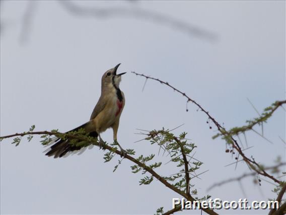 Rosy-patched Bushshrike (Rhodophoneus cruentus) - Female