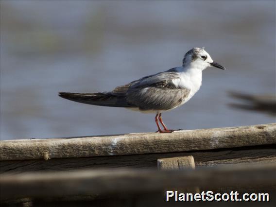 White-winged Tern (Chlidonias leucopterus)