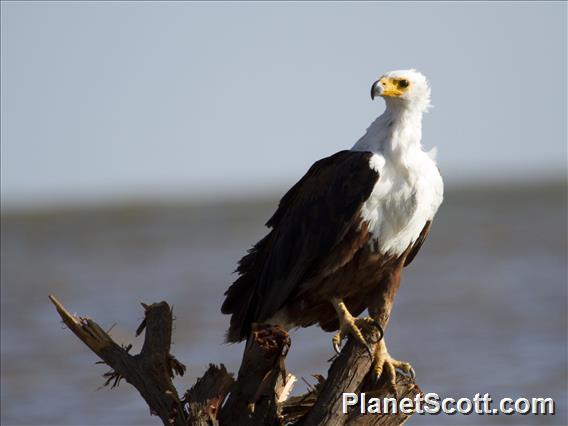 African Fish-Eagle (Haliaeetus vocifer)