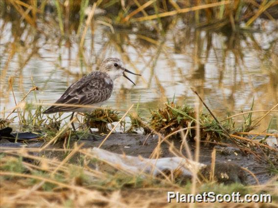 Little Stint (Calidris minuta)