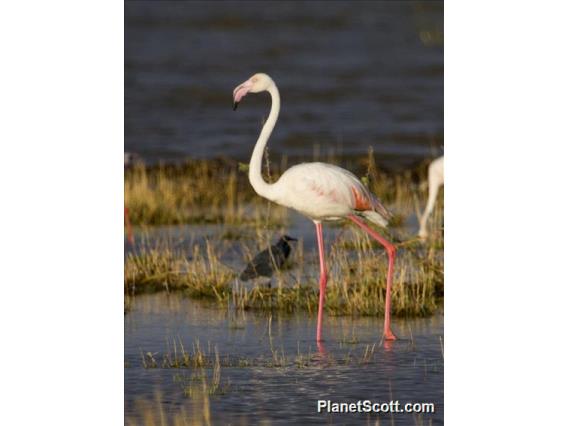 Greater Flamingo (Phoenicopterus roseus)