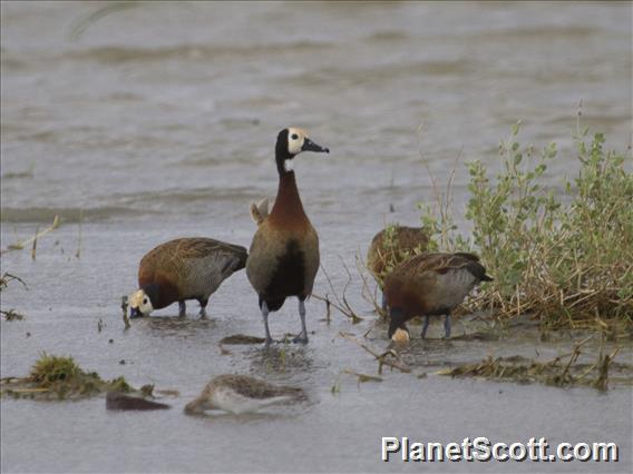 White-faced Whistling-Duck (Dendrocygna viduata)