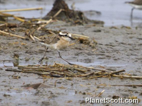 Kittlitz's Plover (Charadrius pecuarius)