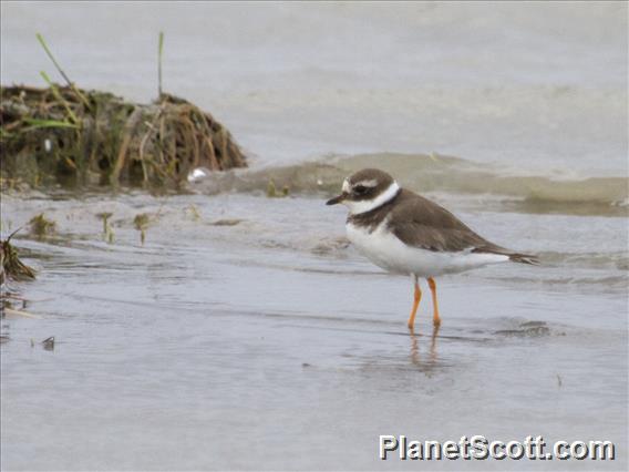 Common Ringed Plover (Charadrius hiaticula) - Juvenile