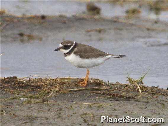 Common Ringed Plover (Charadrius hiaticula) - Non-breeding