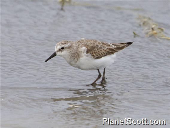 Little Stint (Calidris minuta)