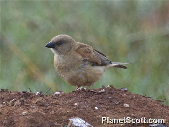 Northern Gray-headed Sparrow (Passer griseus)